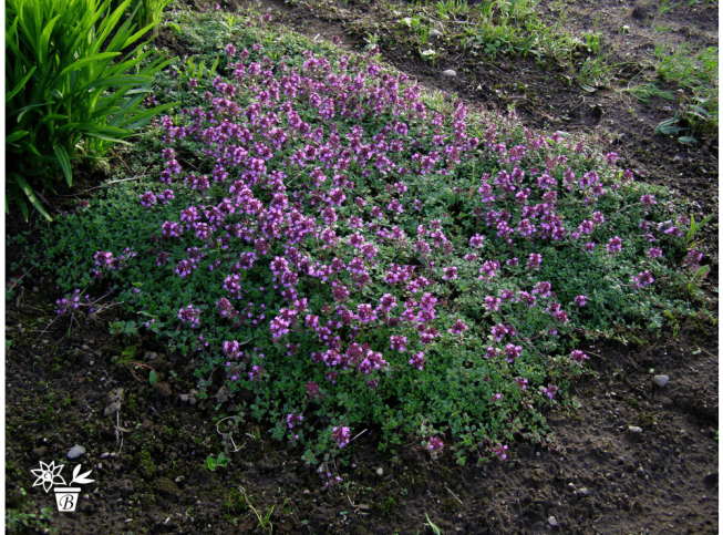 Thymus serpyllum